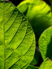  Pattern Abstract of Bastard Teak Leaves