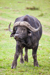 An African Buffalo staring across the Masai Mara in Kenya