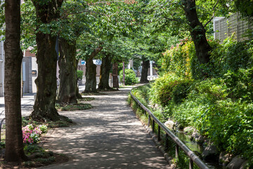 北沢川緑道（東京都世田谷区）