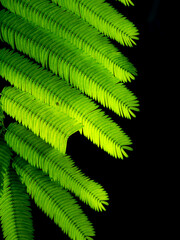 Half Torn Branch of Climbing Wattle Leaves