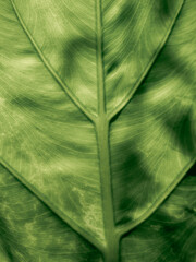 Abstract of The Stripes Crystal Anthurium Leaf