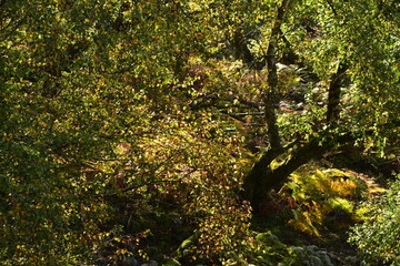 Obraz premium Mörschieder Burr im Nationalpark Hunsrück-Hochwald
