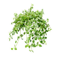 Hanging houseplant for garden and home decoration isolated on white background with clipping path.
