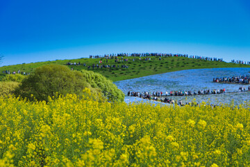 Nemophila and blue sky and matrix of state-owned Hitachi Beach Park