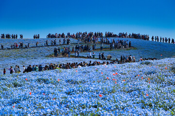 Nemophila and blue sky and matrix of state-owned Hitachi Beach Park
