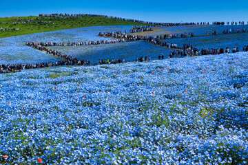 Nemophila and blue sky and matrix of state-owned Hitachi Beach Park