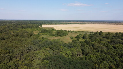 Naklejka premium Dense green forest under blue sky, sunny summer weather. Scenery.