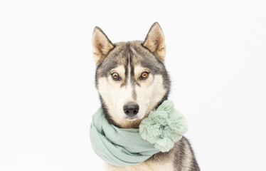 Dog breed Siberian Husky in a scarf isolated on white background