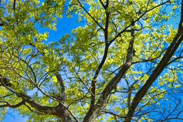 New green trees