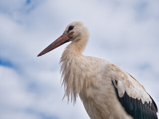 hand made white stork symbol of belarus
