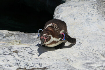 Penguin jumping in water