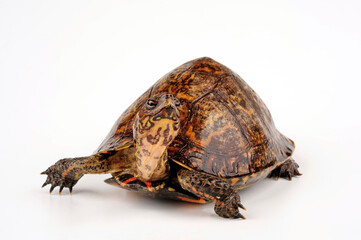 Painted wood turtle // Pracht-Erdschildkröte (Rhinoclemmys pulcherrima manni)