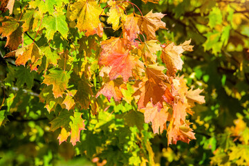Autumn background-yellow maple leaves in the city Park
