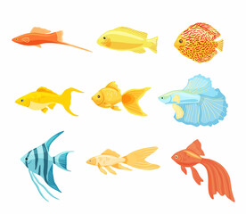 Naklejka premium Set of aquarium fishes clipart. Collection of beautiful unusual domestic fish. Vector illustration in cartoon style is isolated on white background