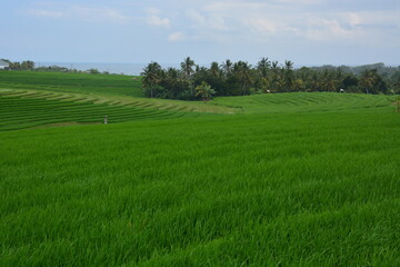 Beautiful rice terrace for travel destination. Location Soka, Tabanan, Bali