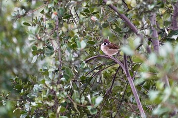 sparrow on a tree