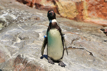 Penguin facing up