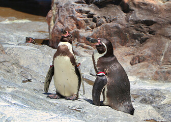 Below penguin