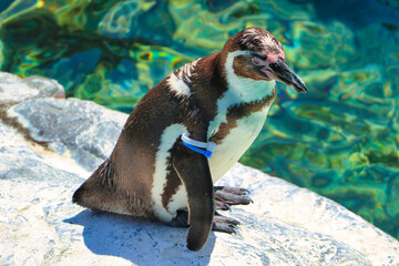 Penguin jumping in water