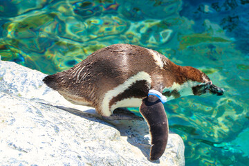 Penguin jumping in water