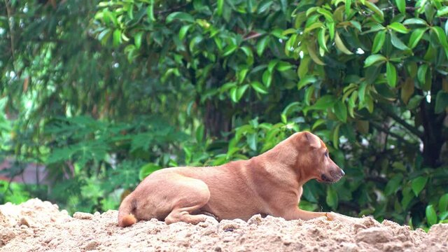 Thailand brown ridgeback dog relaxes on the pile of brown soil. The Thai ridgeback dog watches something breathe and lays down sleep on the brown soil. He is cute and watches right and turn to camera.