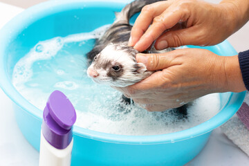 Pretty ferret smiling in warm water bath