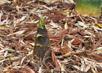 bambooshoot