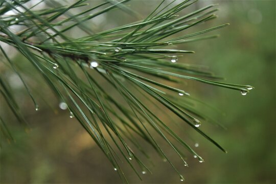 Close Up Of Pine Needles