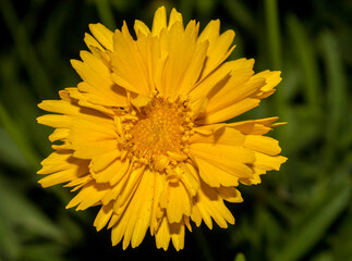 Large-Flowered Tickseed  bloom during autumn