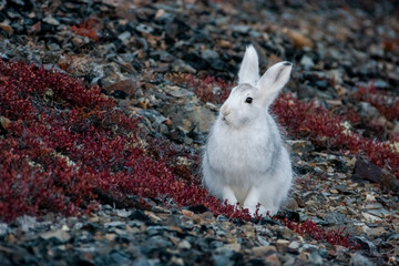 Mountain hare (Lepus timidus). A white hare sits on a mountainside. Hares molt in autumn (summer fur is replaced with white winter fur). Autumn season in the tundra in the Arctic. Wildlife of Chukotka - obrazy, fototapety, plakaty