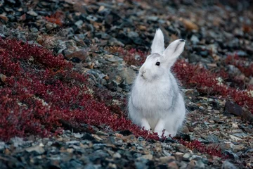 Foto op Aluminium Mountain hare (Lepus timidus). A white hare sits on a mountainside. Hares molt in autumn (summer fur is replaced with white winter fur). Autumn season in the tundra in the Arctic. Wildlife of Chukotka © Andrei Stepanov