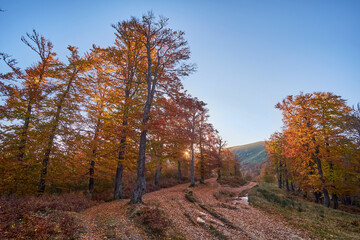 Mountain rocky road at dawn. Morning in a beech grove. Indian summer in the Carpathian mountains.