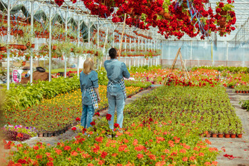 Two flower greenhouse workers at work