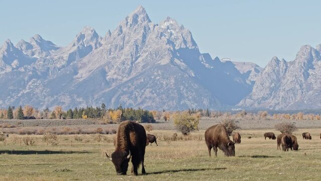 Bison grazing  in grassy field with the Grand Teton mountains in the background in Wyoming.