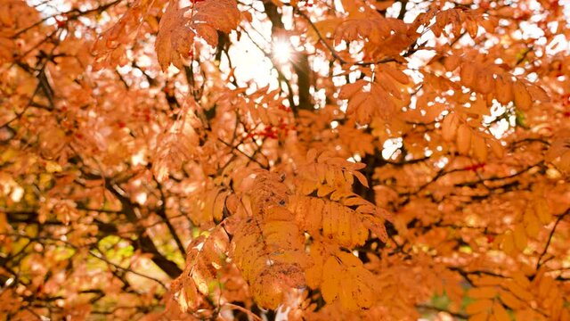 Gorgeous colorful sunny strong seasonal orange and red leaves of beautiful trees isolated on cloudless white sky with magic sunrise sun rays and beams. Organic autumn scenic 4k video background
