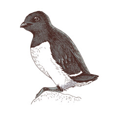 Fototapeta premium Hand-drawn sketch of a polar little auk or dovekie