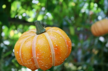 Obraz premium かぼちゃ 背景