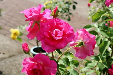 Fototapeta na wymiar 華やかな花　ピンクのバラ　