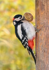 Great  spotted woodpecker bird holding a walnut. (Dendrocopos major)