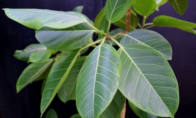 観葉植物　ごむの木　斑入りゴムの木　癒し