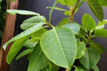 観葉植物　ごむの木　斑入りゴムの木　癒し