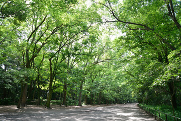 下鴨神社　糺ノ森の新緑　京都市左京区