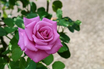 美しく咲くバラの花　パープル　