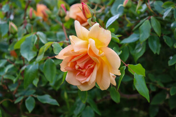 orange rose flower in garden