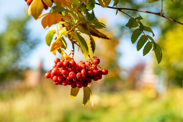 A branch with rowan berries on the background of an autumn garden