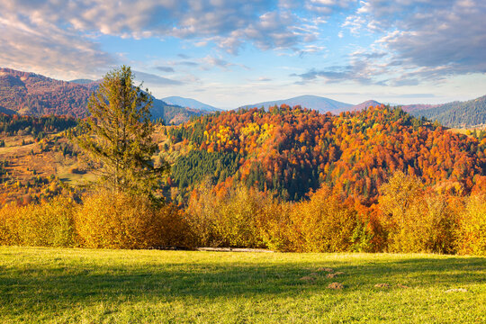 carpathian rural landscape in autumn. beautiful mountainous scenery in evening light. trees in colorful foliage on a grassy hills