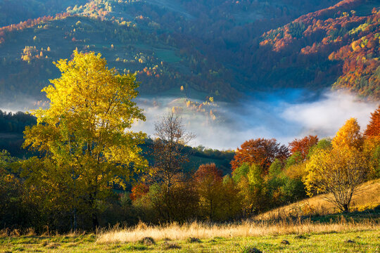 mist in the valley. beautiful autumn morning scenery in mountains. trees in colorful foliage on the hill
