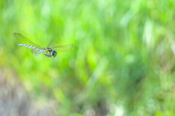 Spring aeschne dragonfly in flight over a marsh.