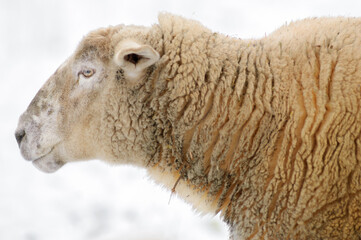 Portrait of a sheep in winters with snow.