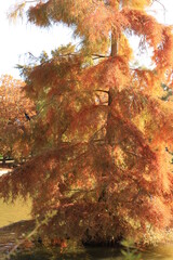 Otoño en Madrid. Parque del Retiro.